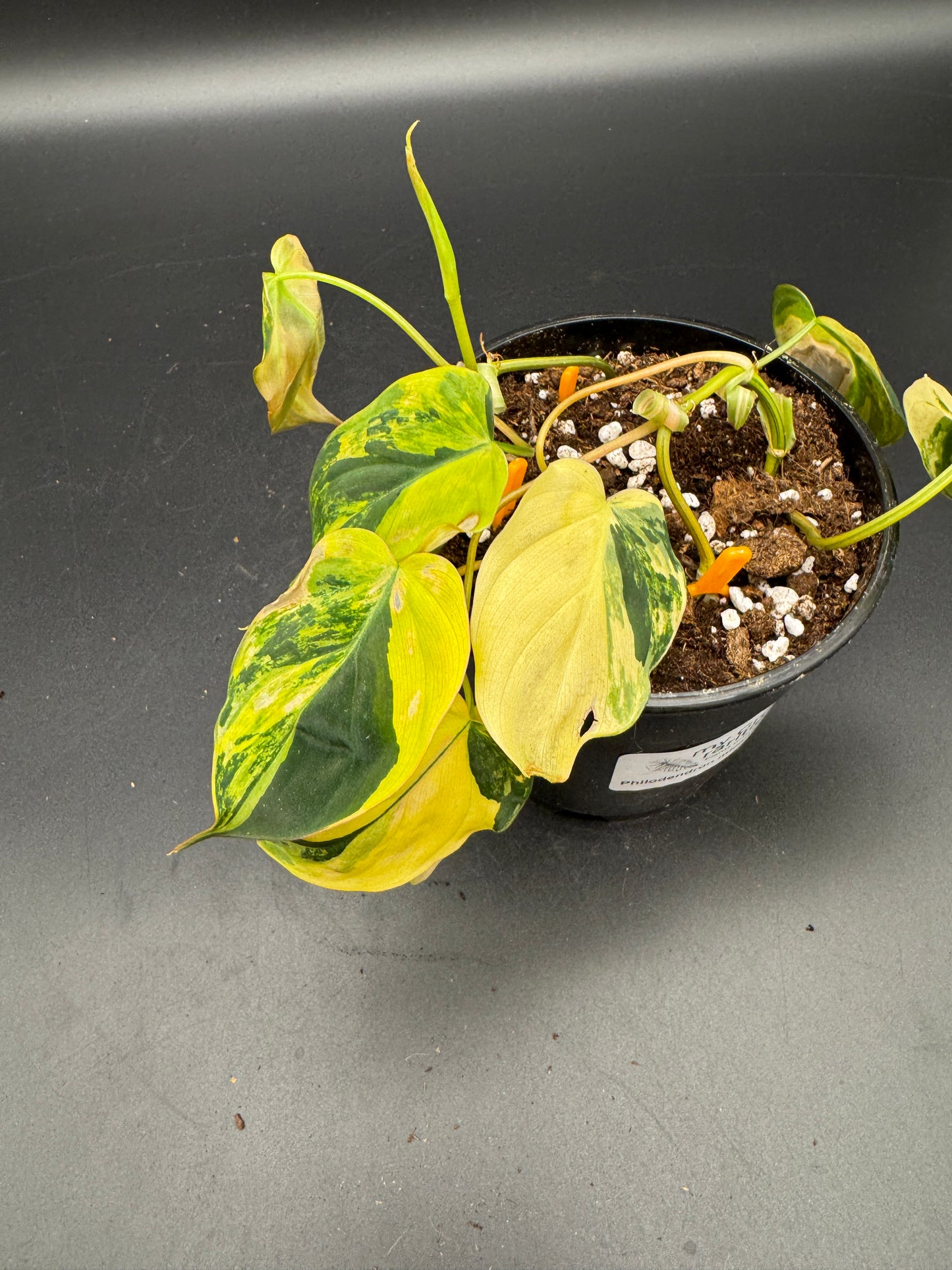 Philodendron micans variegata
