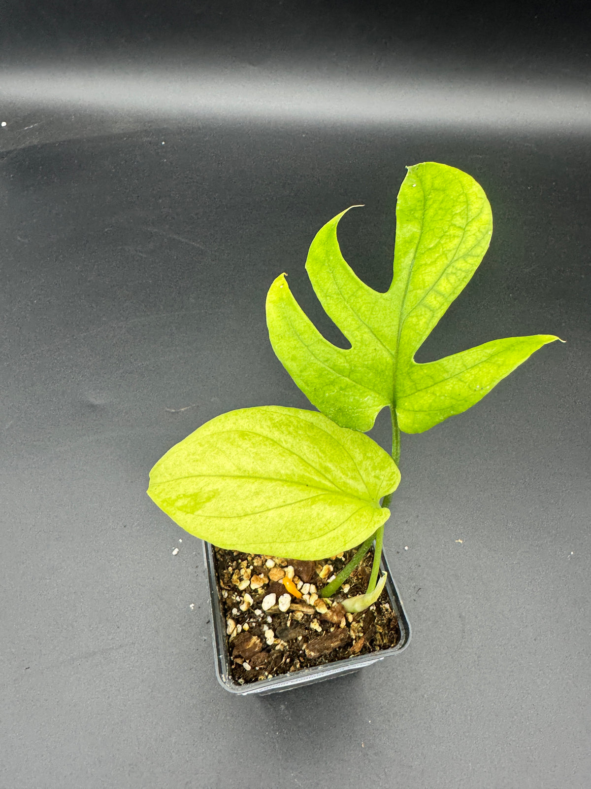 Amydrium Medium mint Variegata
