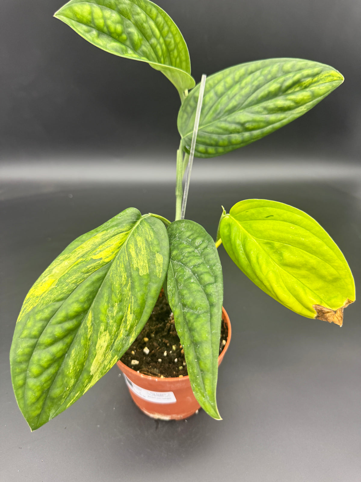 Monstera karstenanium Peru variegata