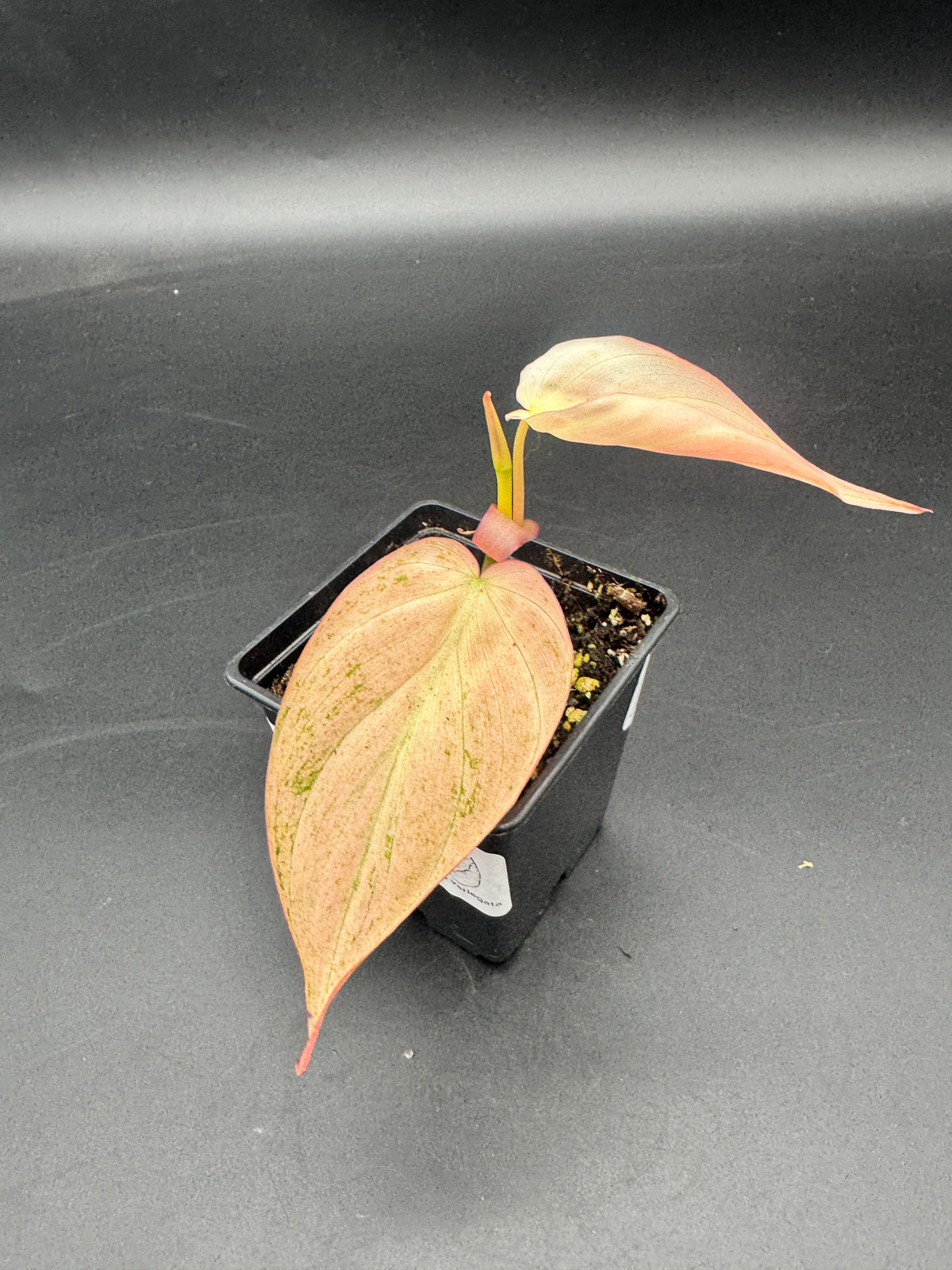 Philodendron micans pink Marble variegata