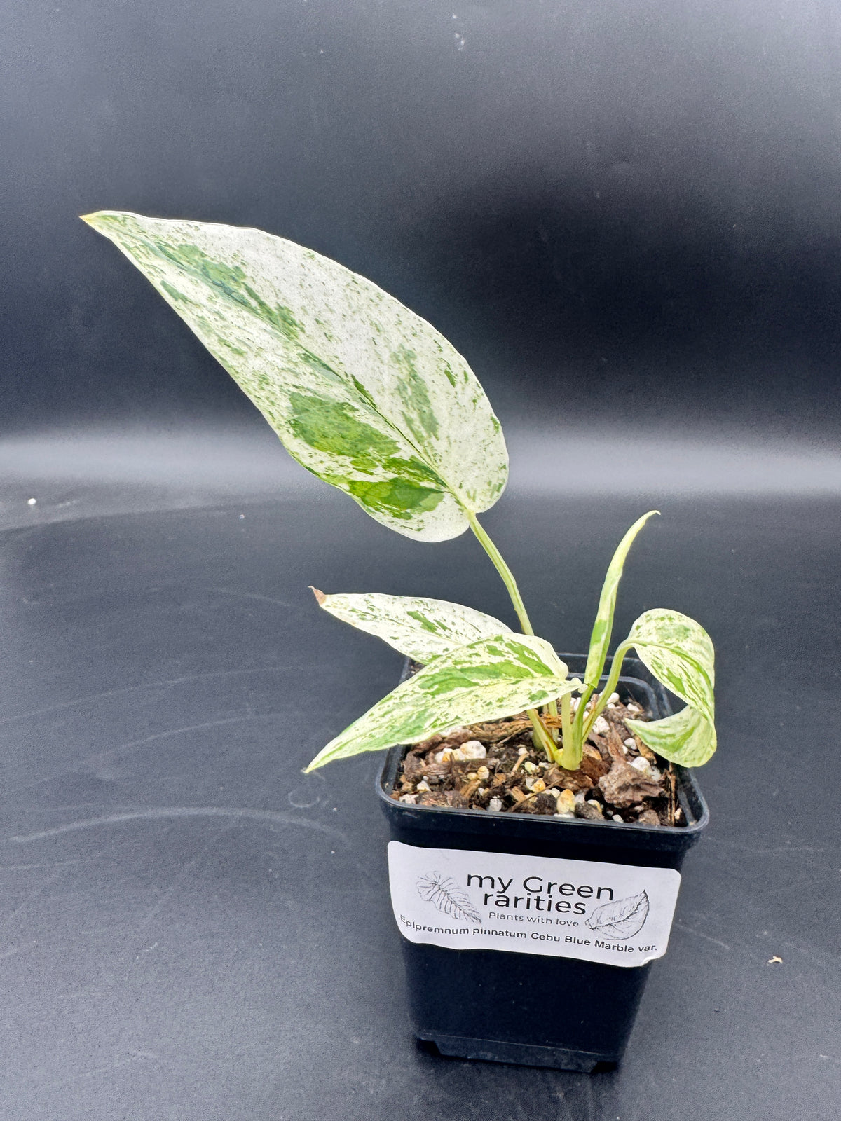 Epipremnum pinnatum Cebu Blue Marble variegata