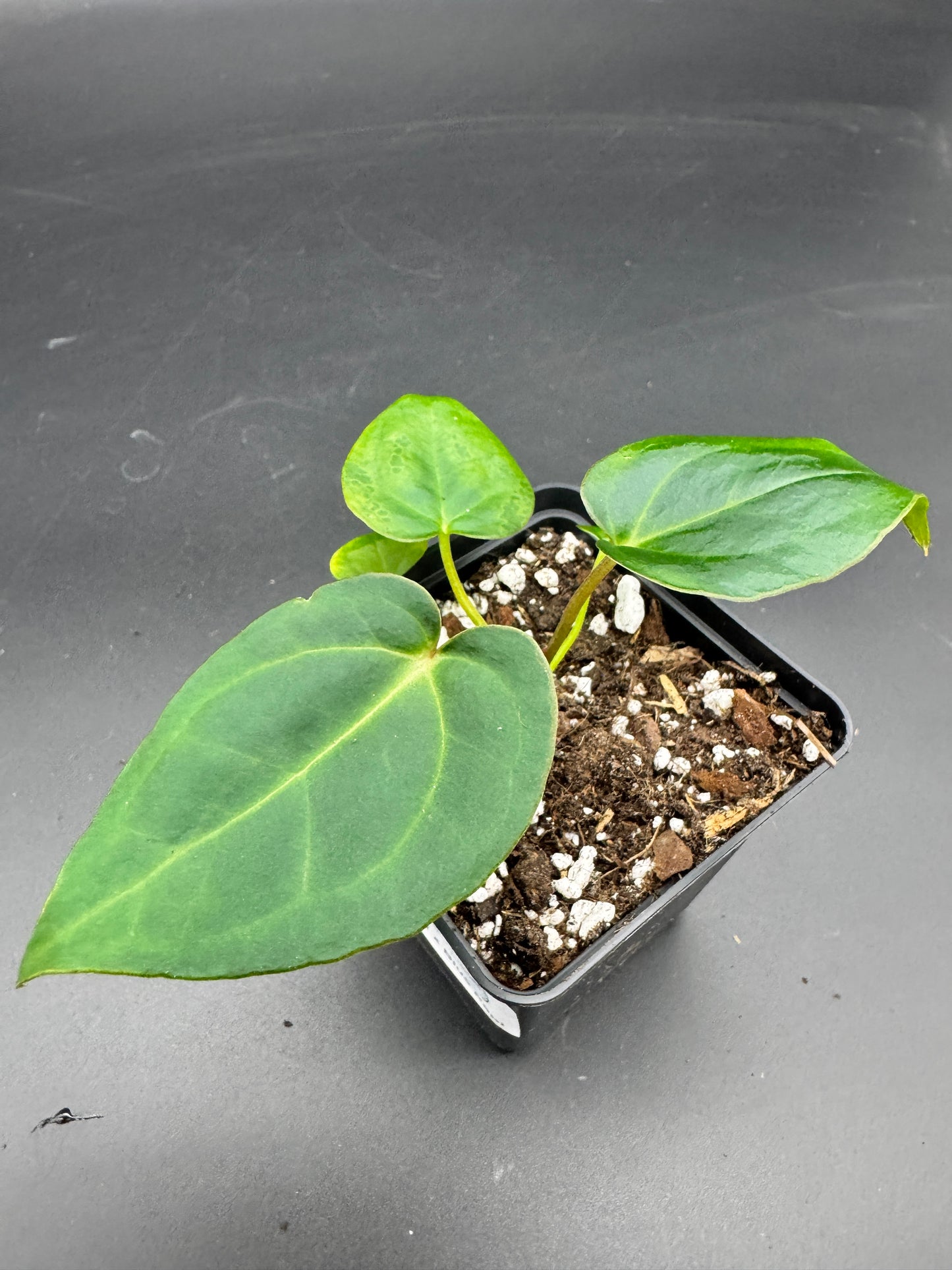 Anthurium Ace of spades df x gf x blue Papillilaminum