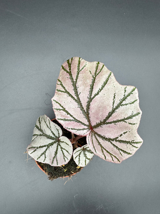 Begonia LaMoon