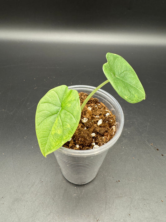 Alocasia melo aurea variegata
