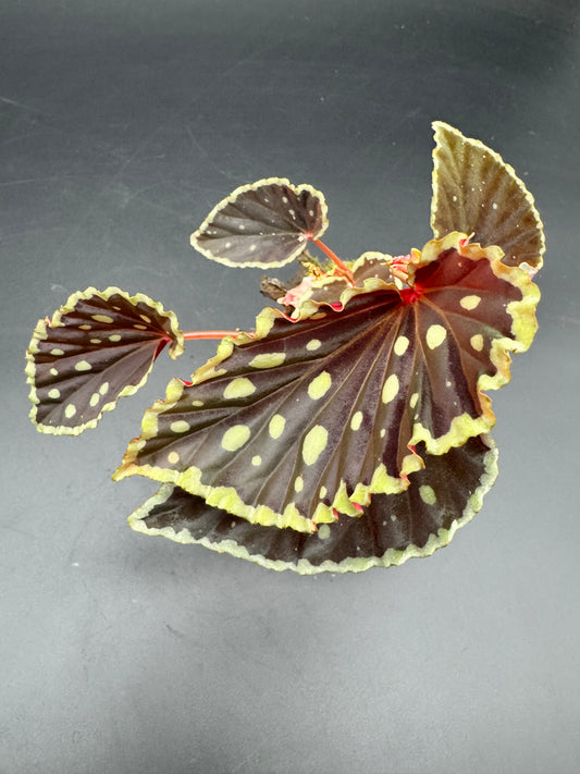 Begonia Darthvaderiana Green Spots