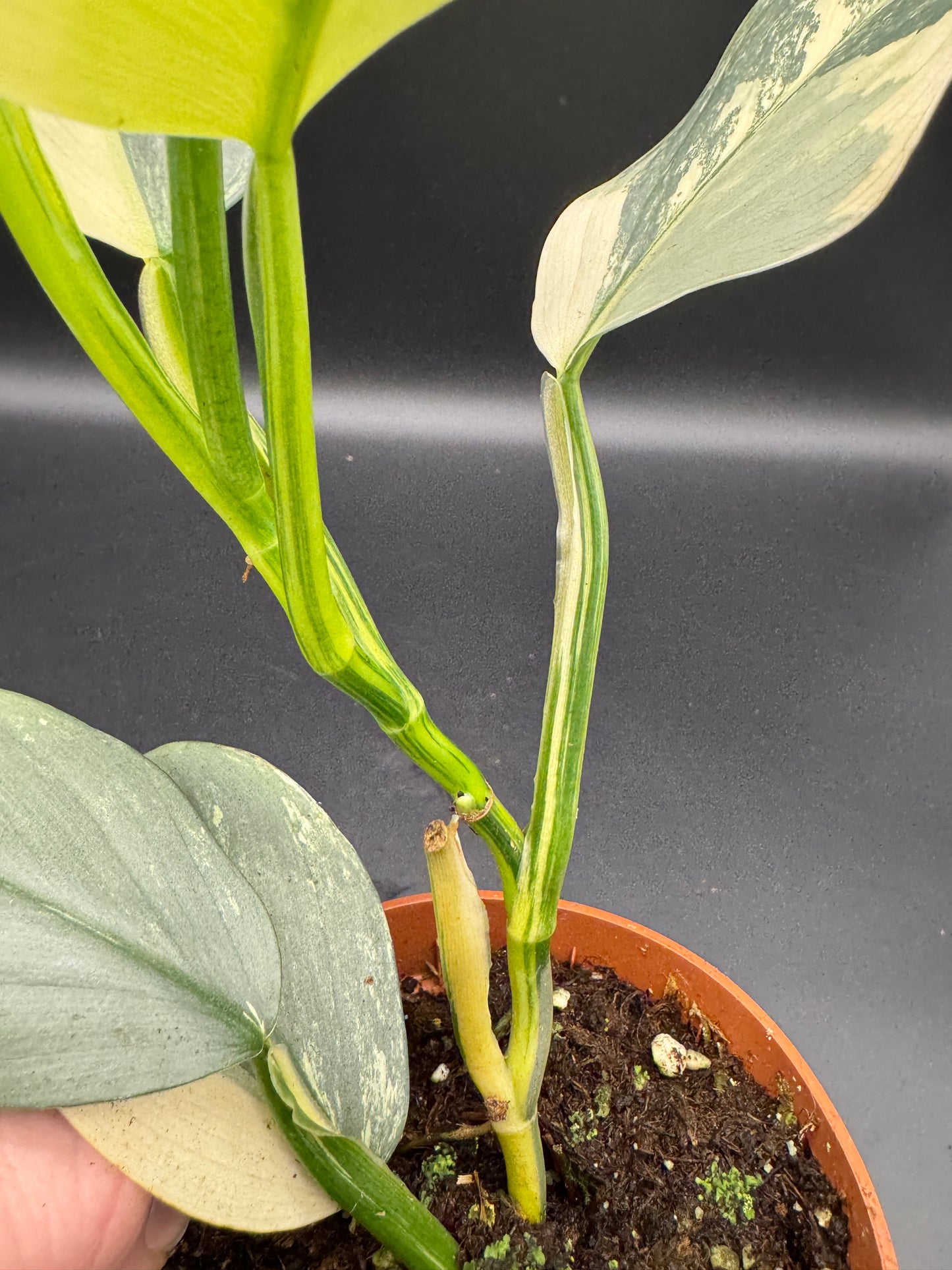 Philodendron Silver sword variegata