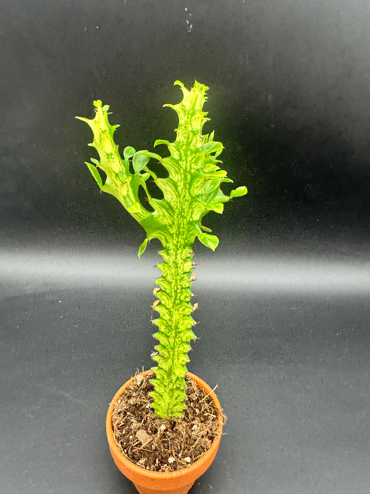 Euphorbia lactea ‘Variegata’