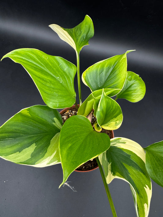 homalomena sunshine gem variegated