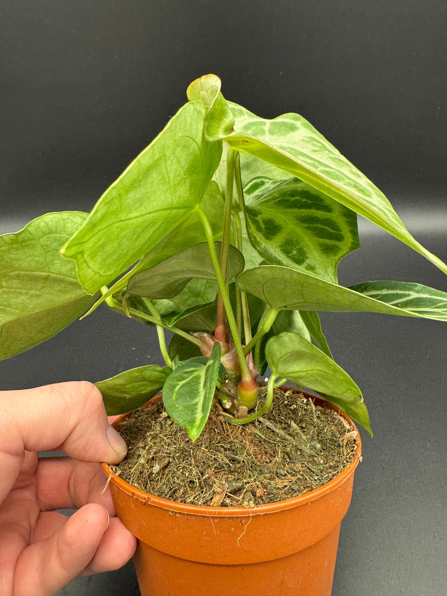 Anthurium Silver blush