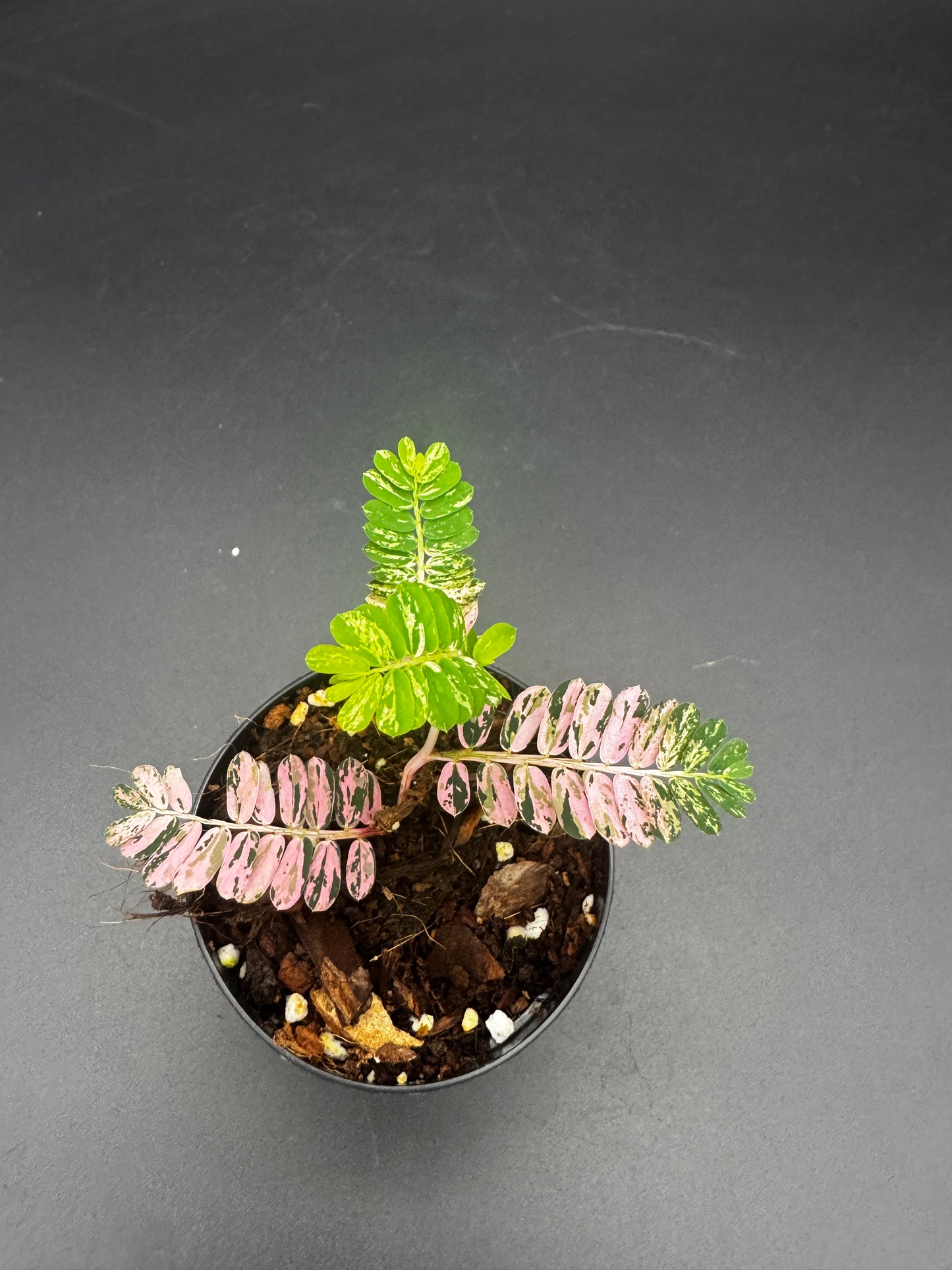 Phyllanthus Urinaria Pink Variegata