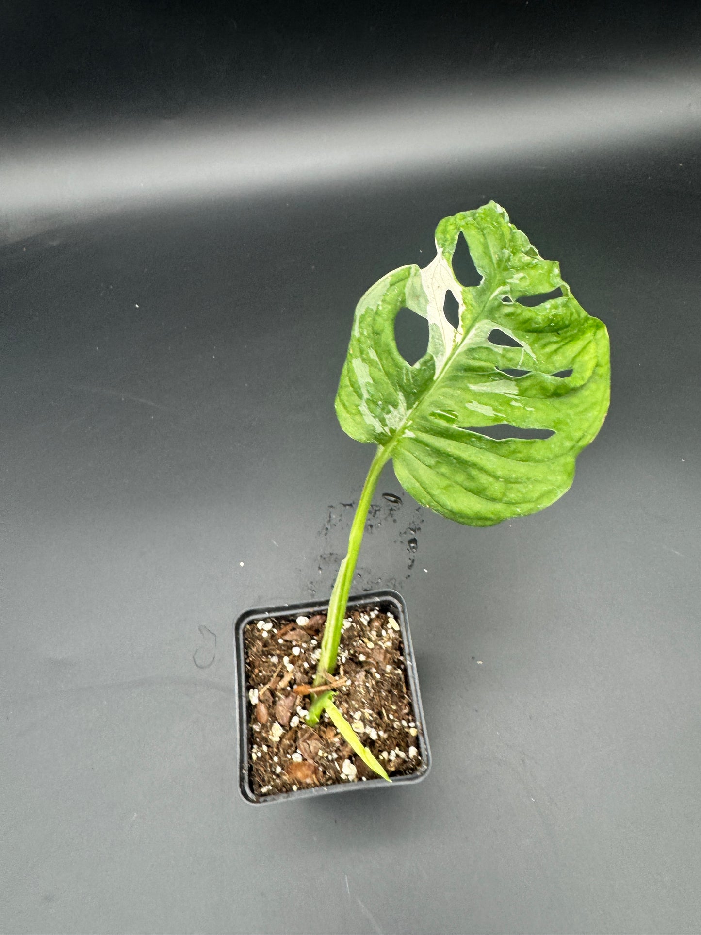 Monstera Adansonii albo variegata