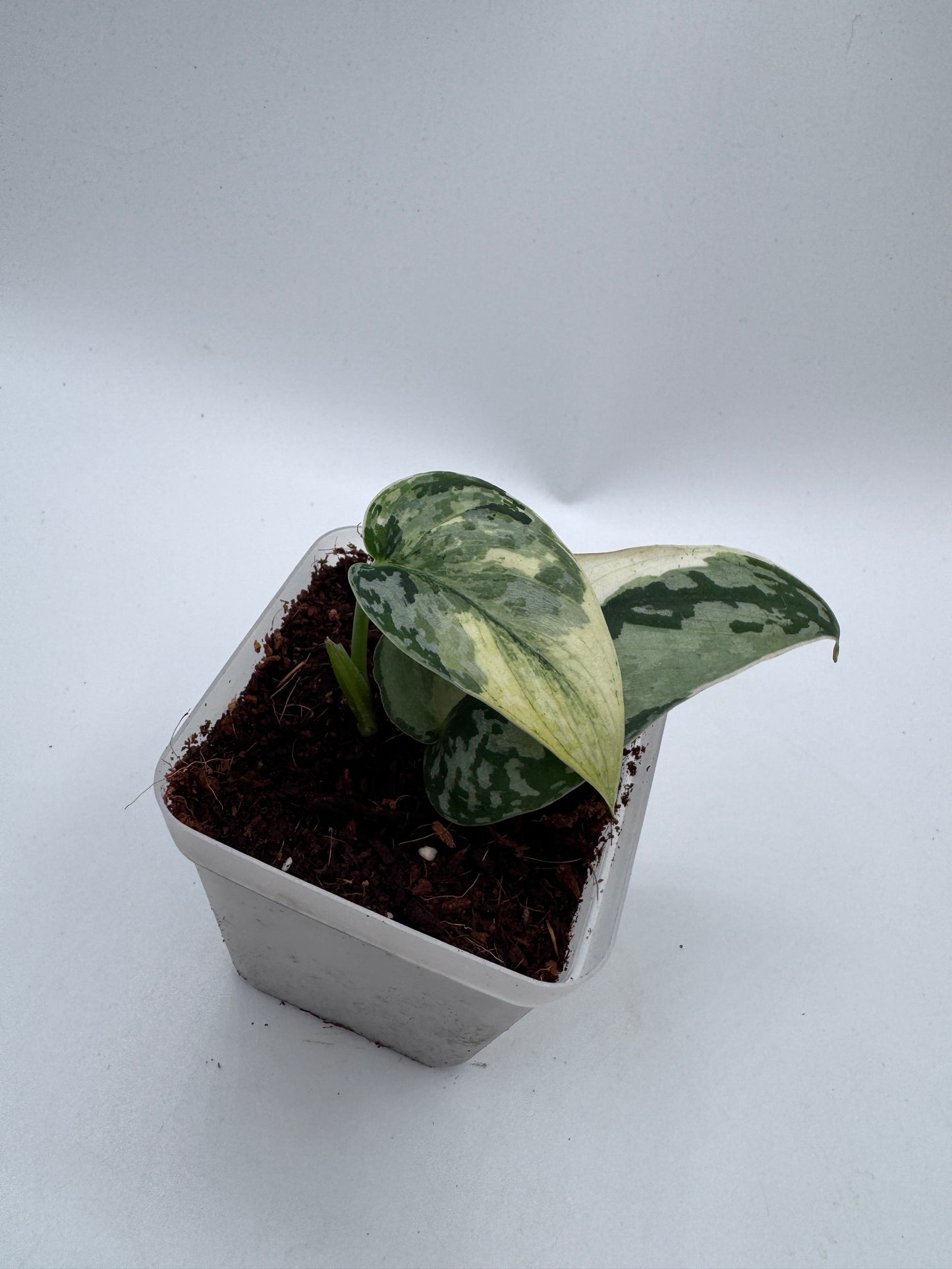 Variegated Choice Trio #2