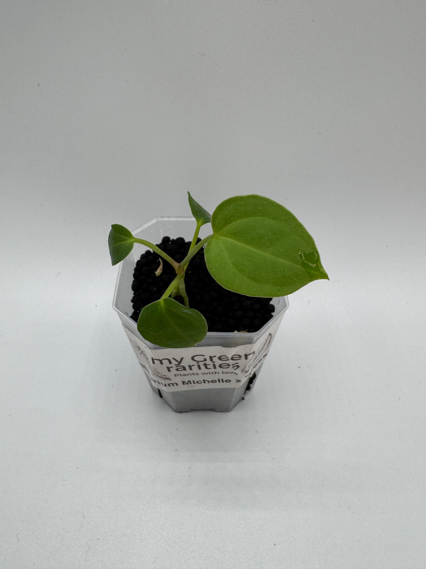 Anthurium Michelle x Dressleri