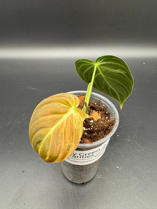 Philodendron melanochrysum variegata