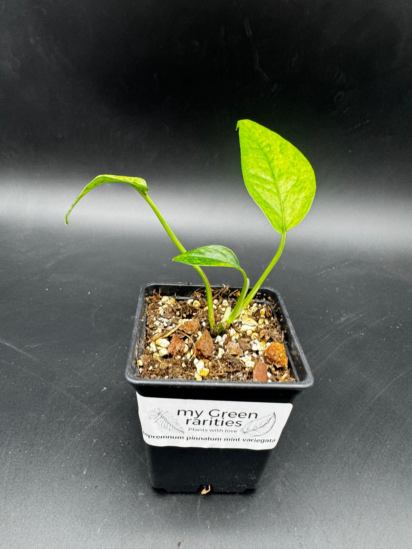Epipremnum pinnatum mint variegata