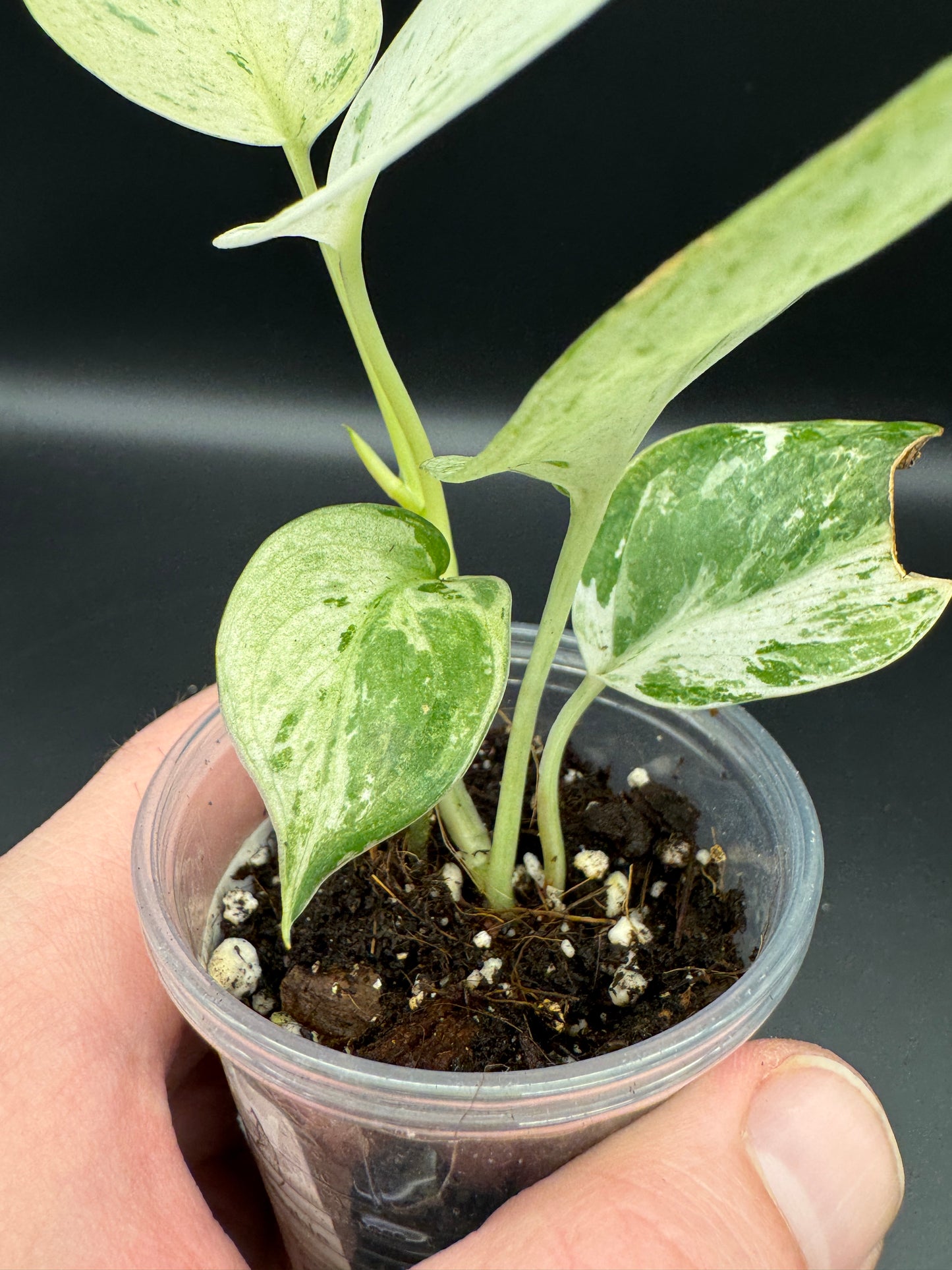 Scindapsus treubii Moonlight Marble var.