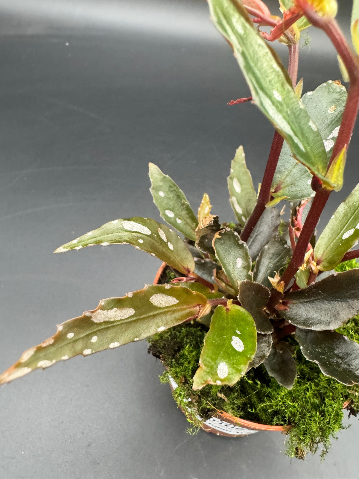 Begonia Julau Typ 2