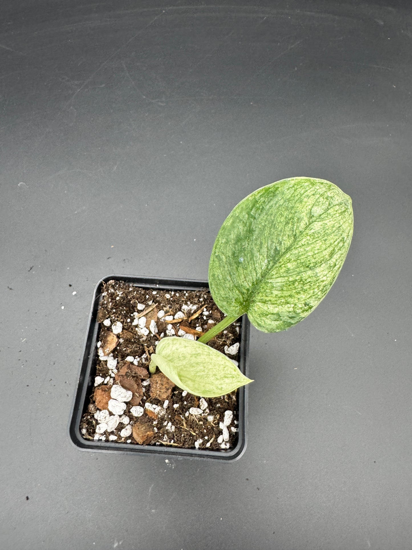 Scindapsus Silver Splash variegata