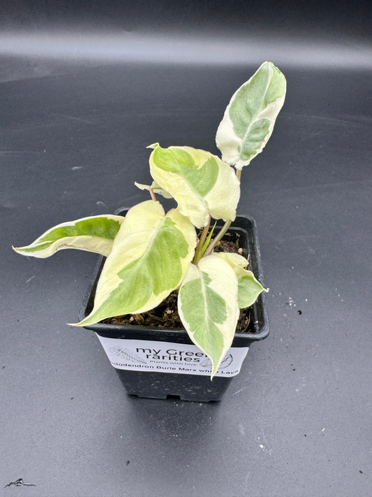 Philodendron Burle Marx white Lava
