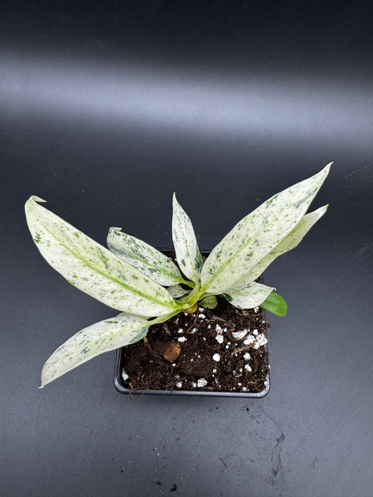 Rhaphidophora Puberula variegata