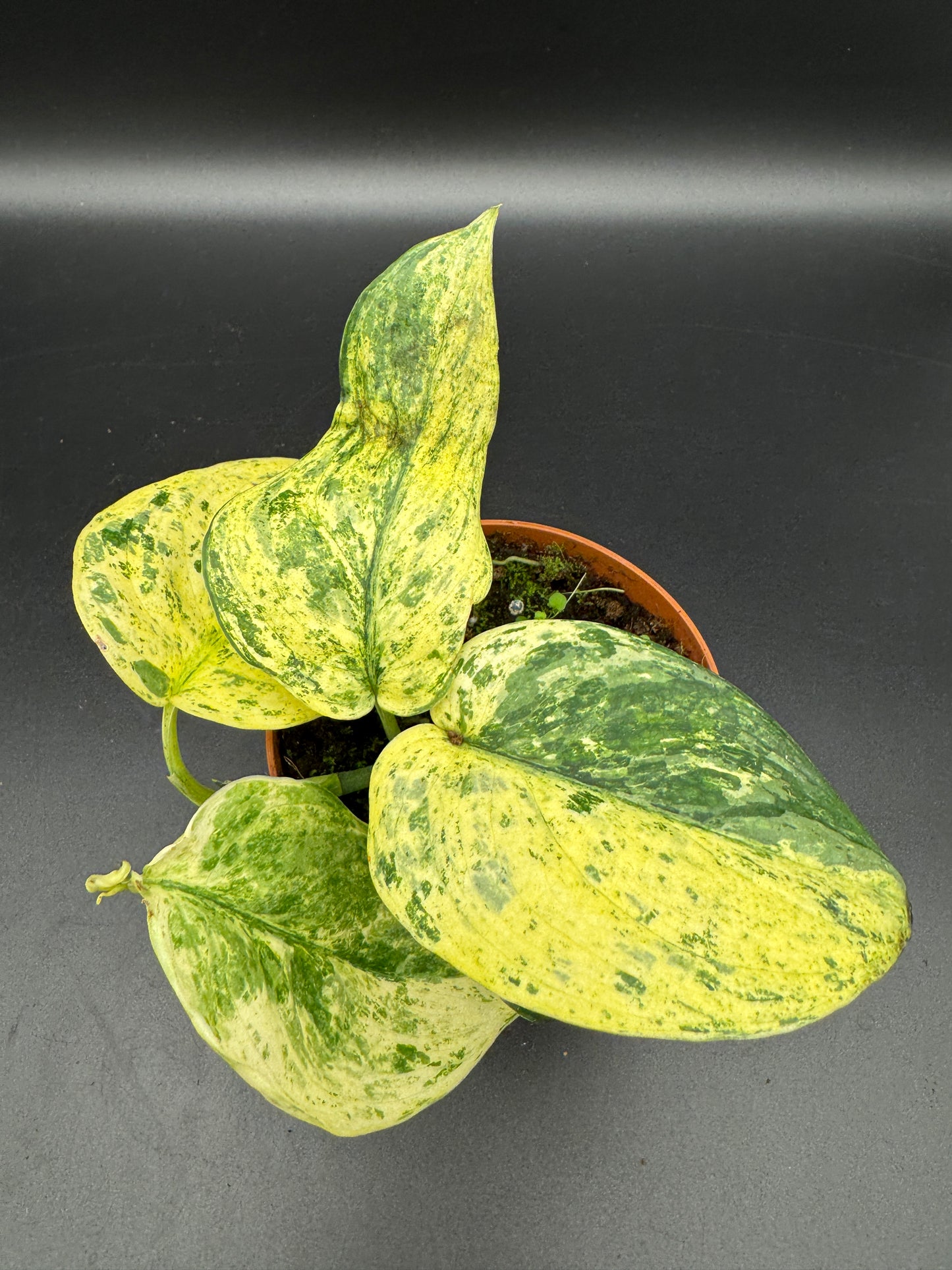 Scindapsus Jade Satin Creme brulee