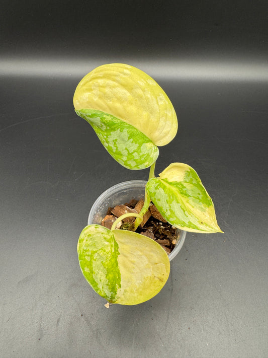 Scindapsus Sentarum
