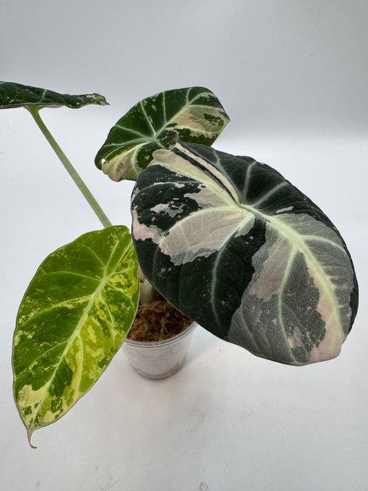 Alocasia black velvet pink variegata