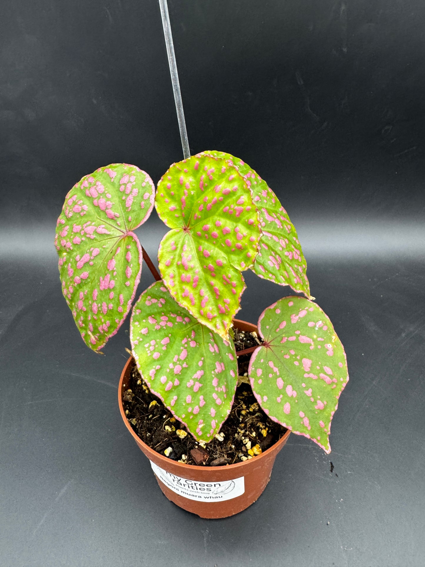Begonia Muara Wahau
