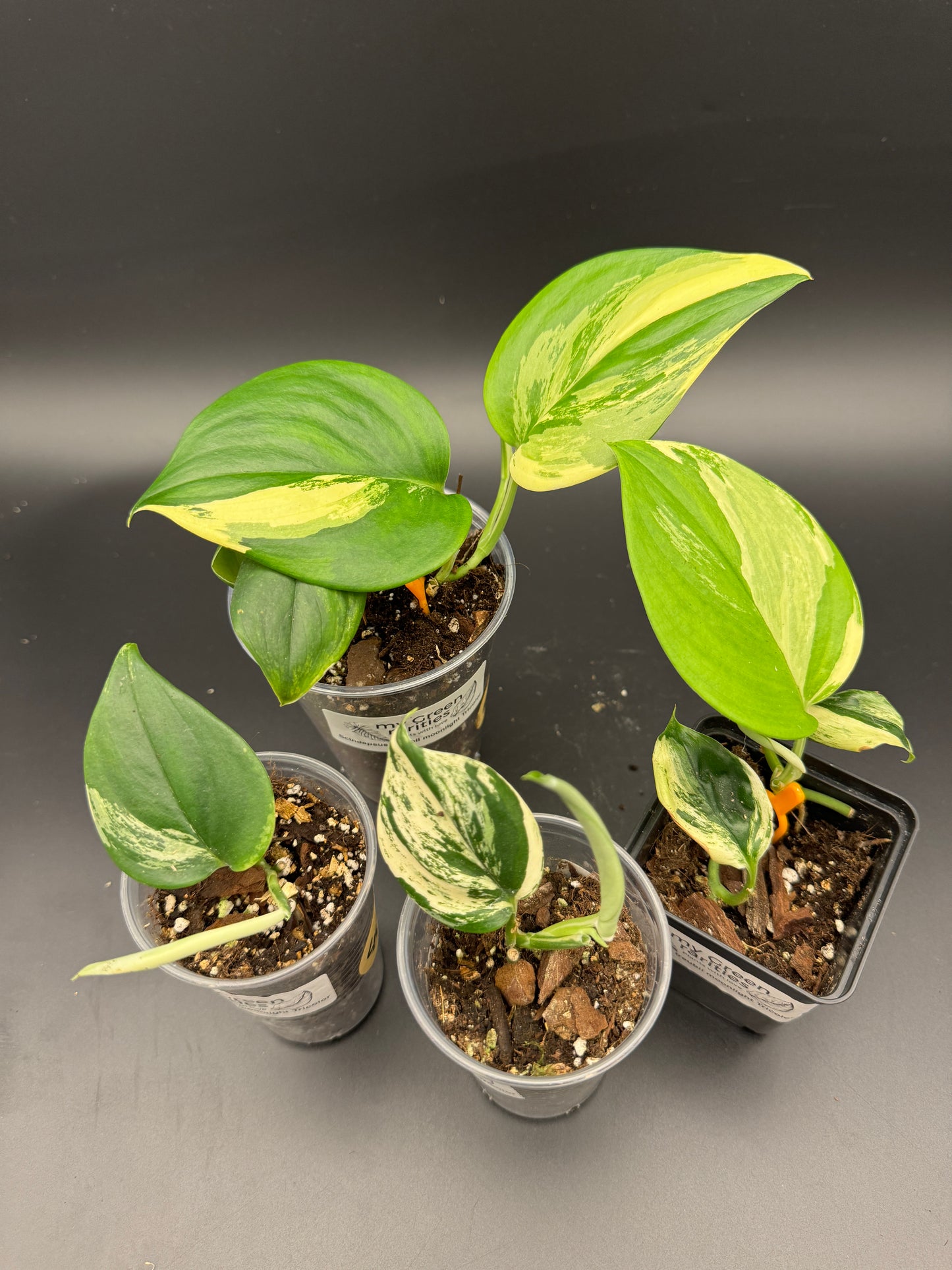 Scindapsus treubii moonlight Tricolor
