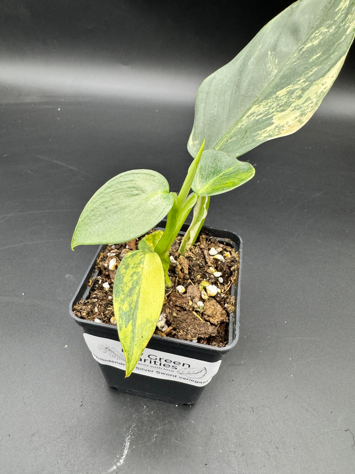 Philodendron Silver Sword variegata