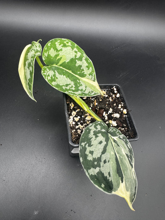 Scindapsus Mayari