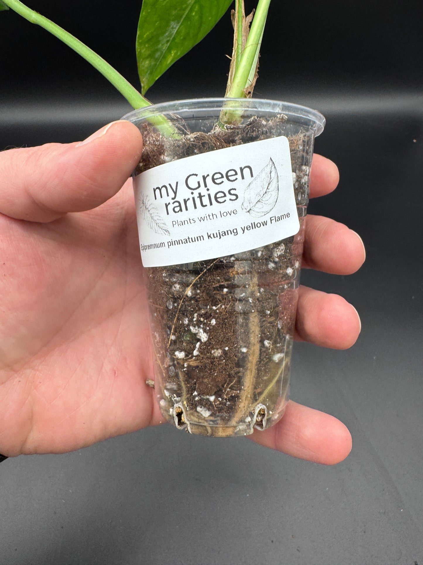 Epipremnum pinnatum kujang yellow Flame