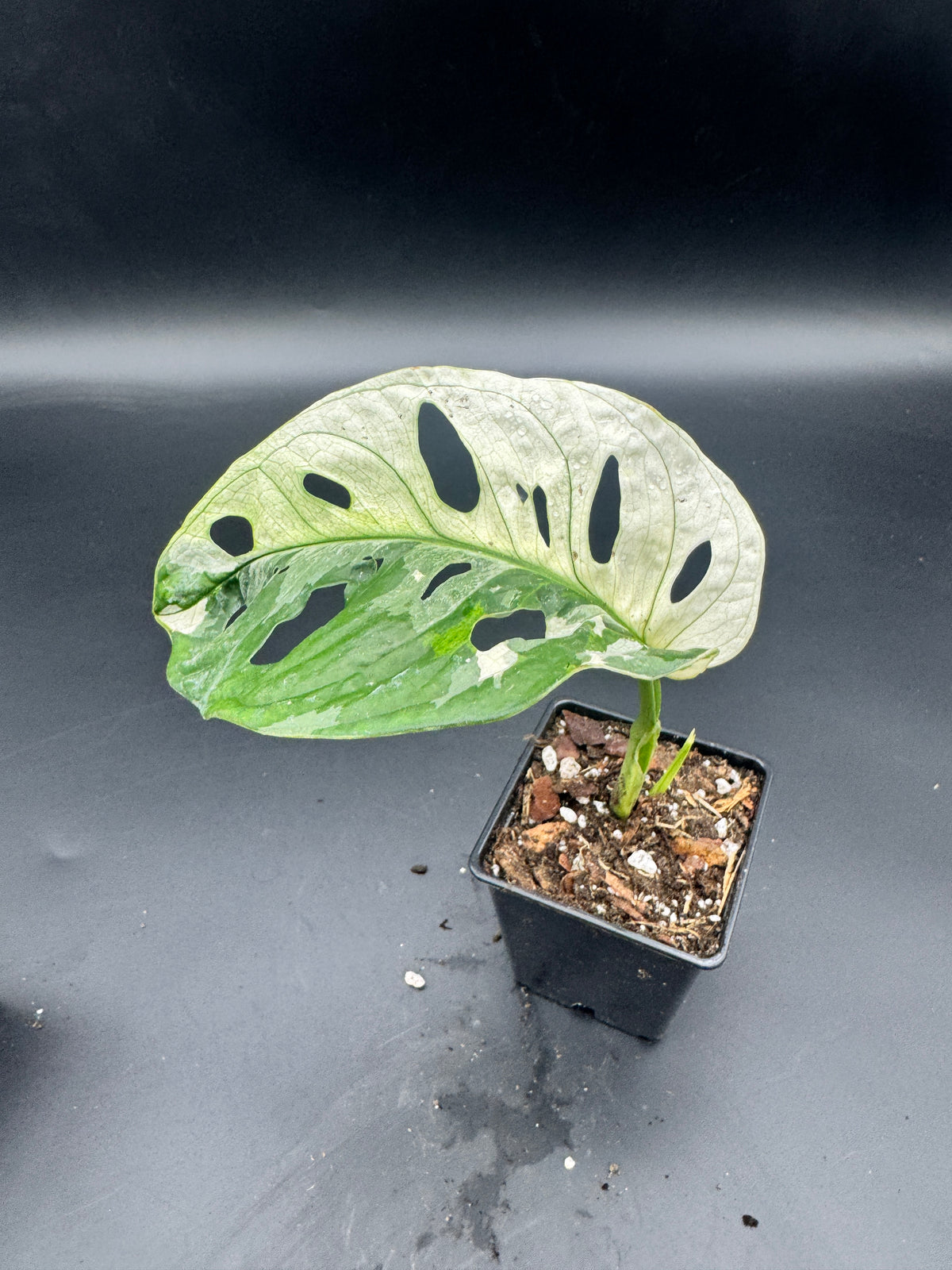 Monstera Adansonii Albo variegata