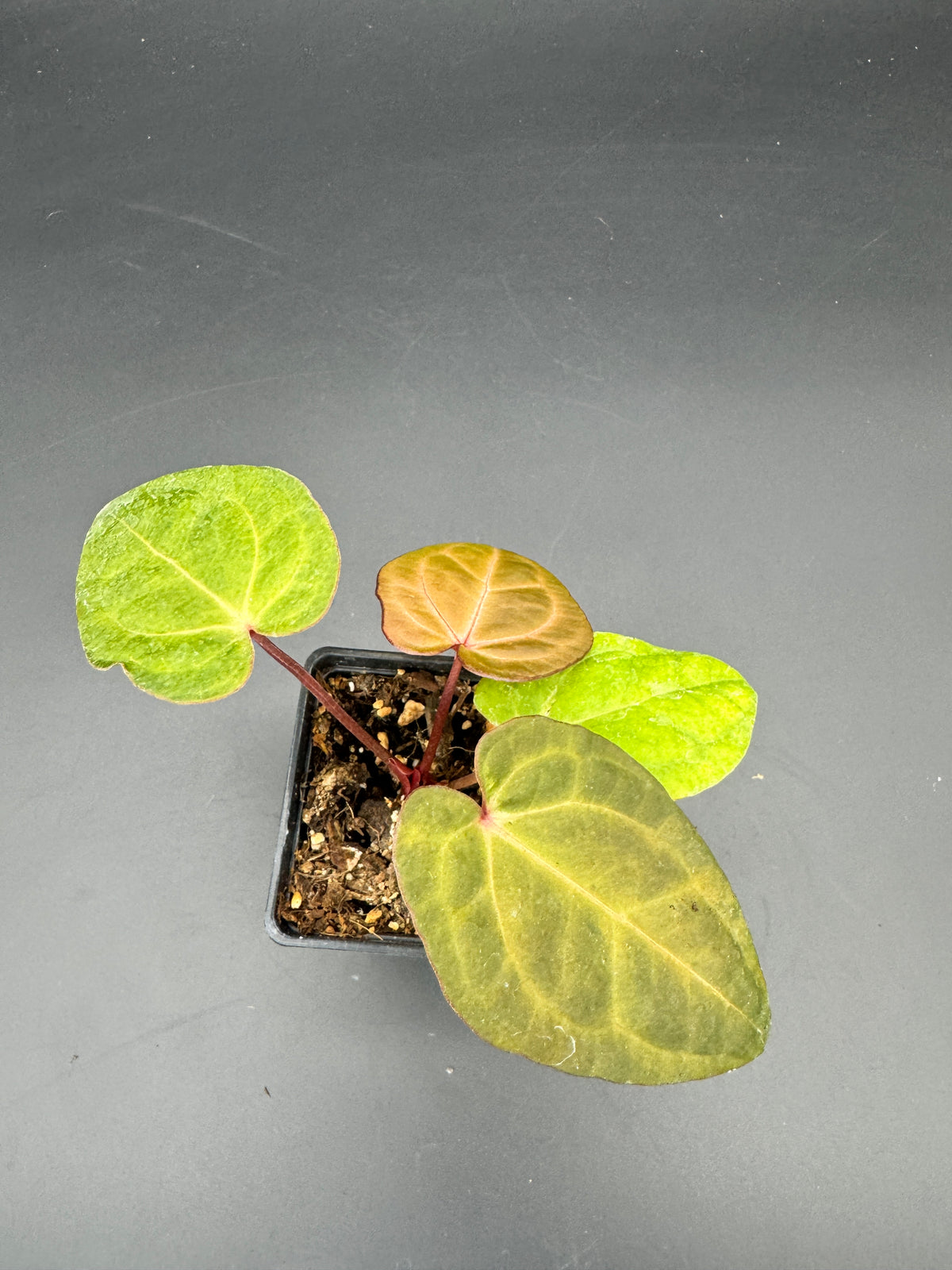 Anthurium RVDP (Red Vein Dark Phoenix) variegata