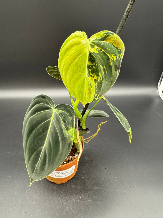 Philodendron melanochrysum variegata