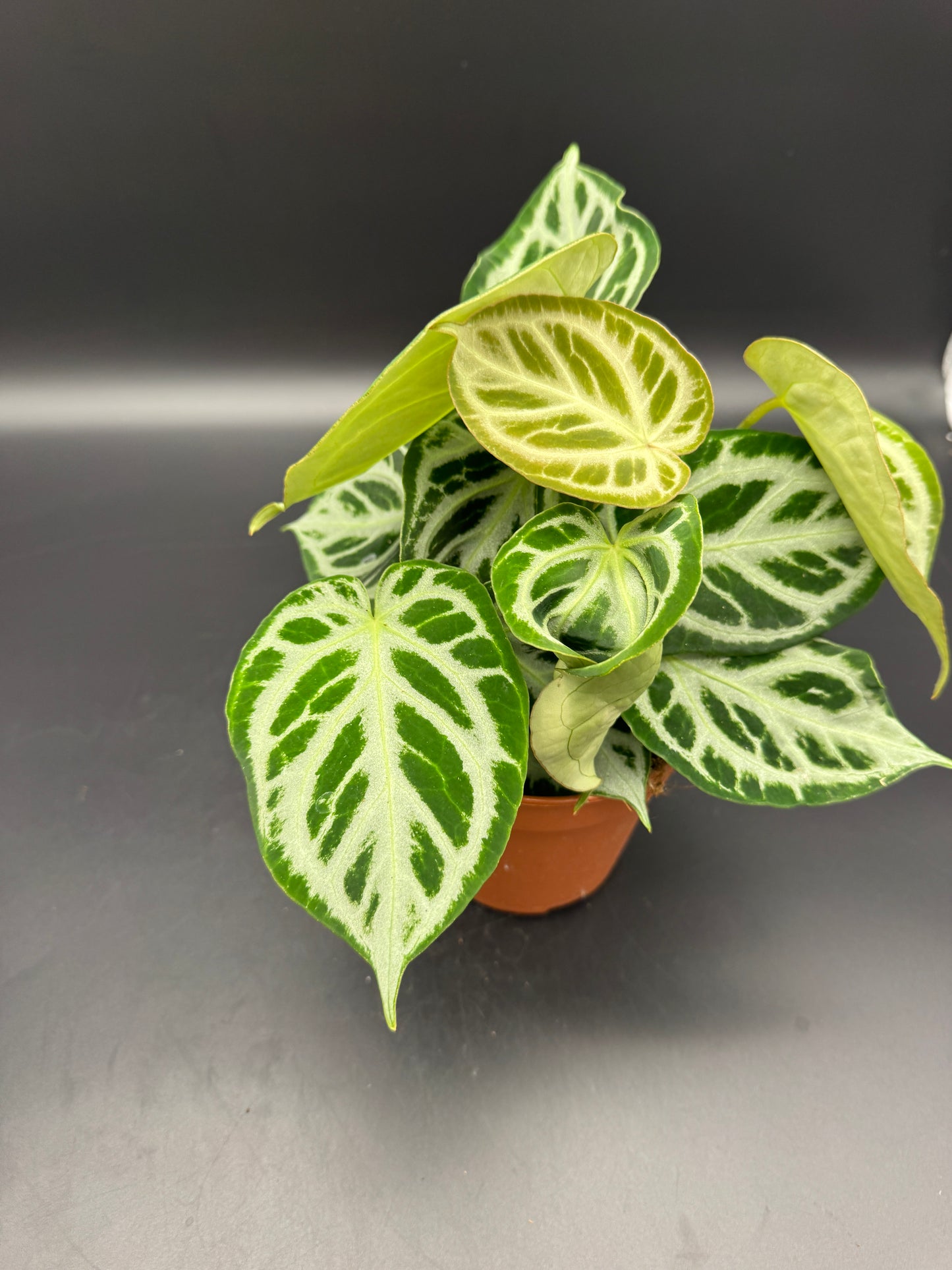 Anthurium crystallinum Silver Blush