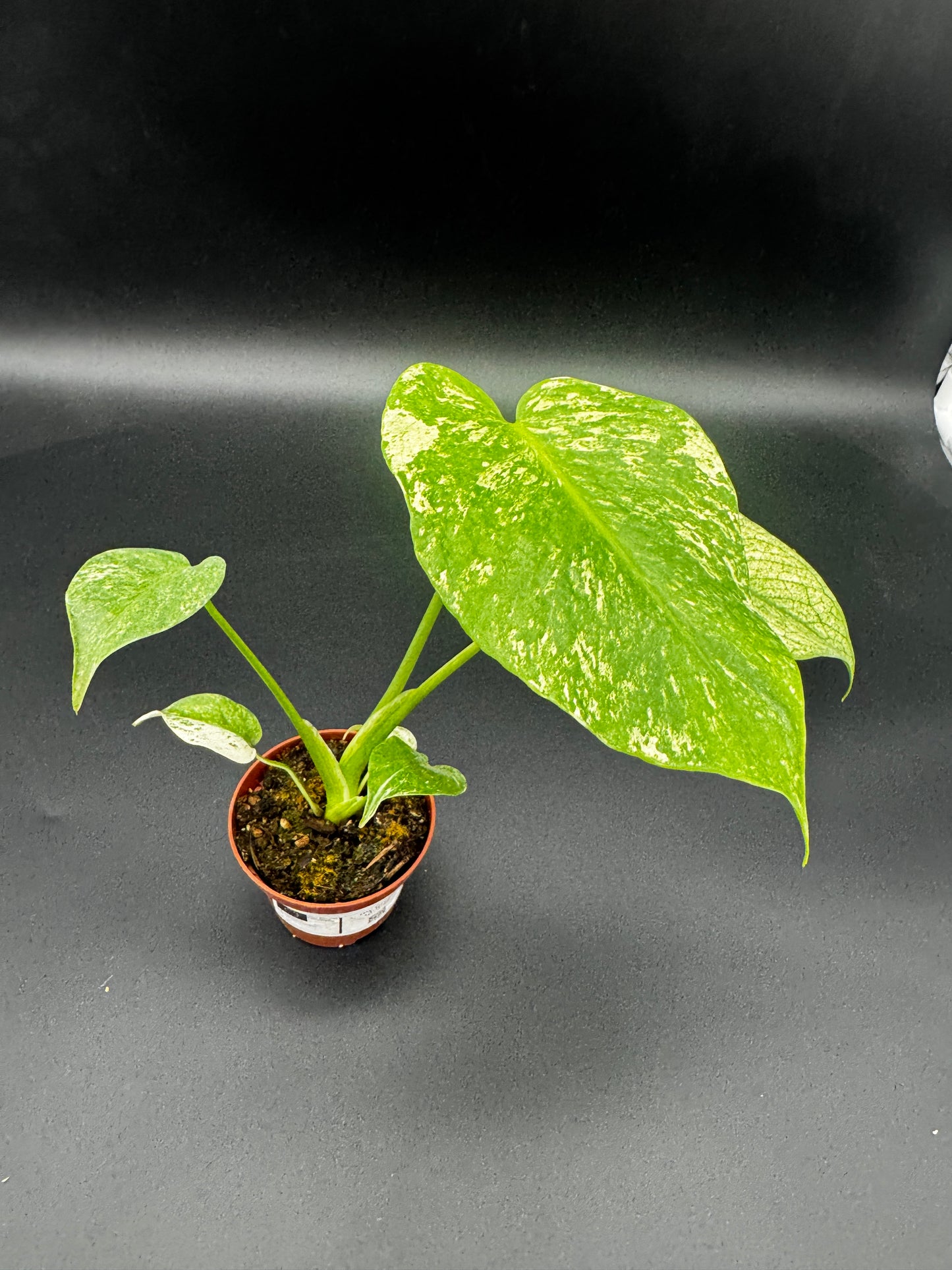 Monstera Mint variegata