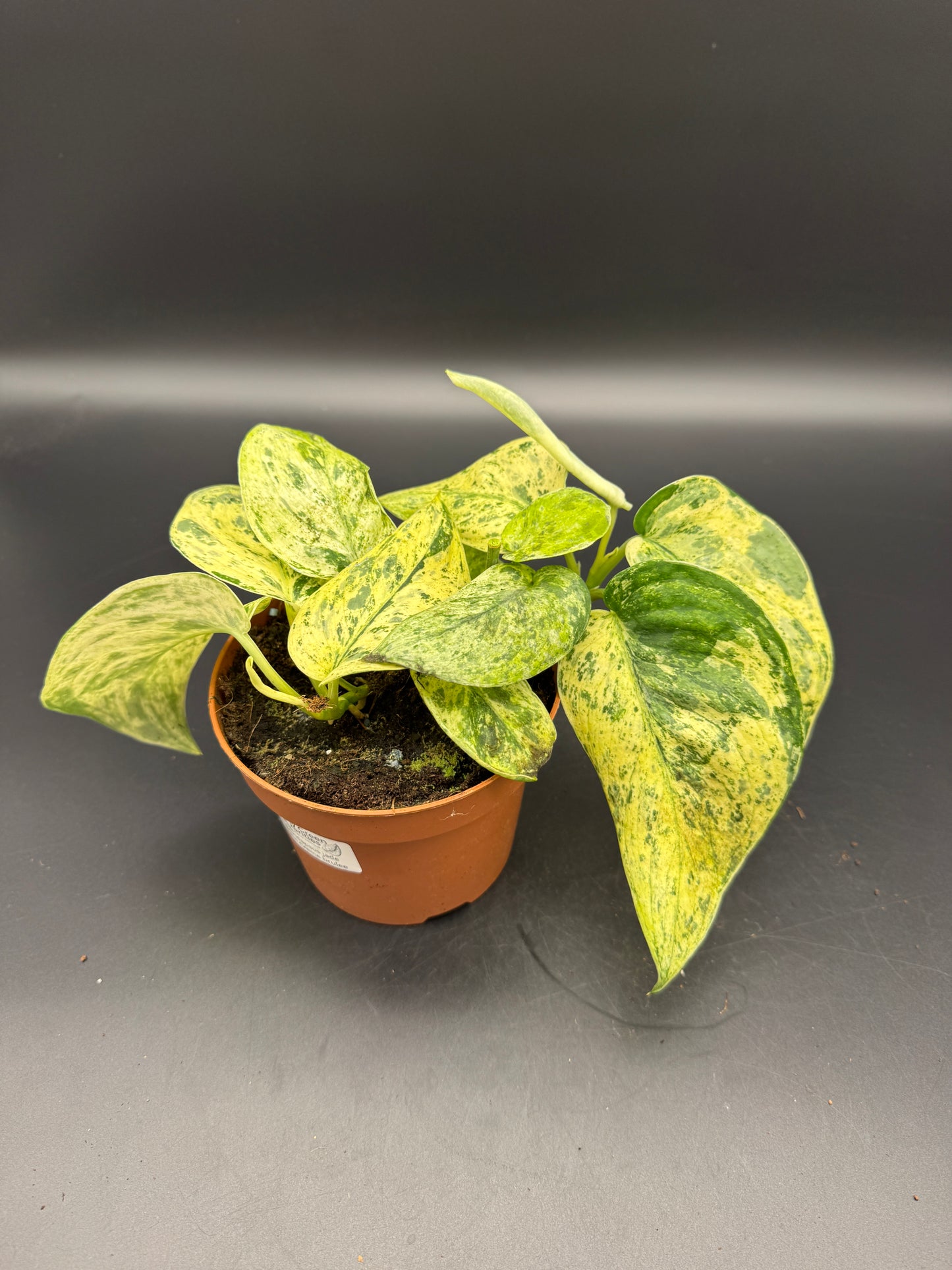 Scindapsus Jade Satin Creme brulee mit 2 Trieben