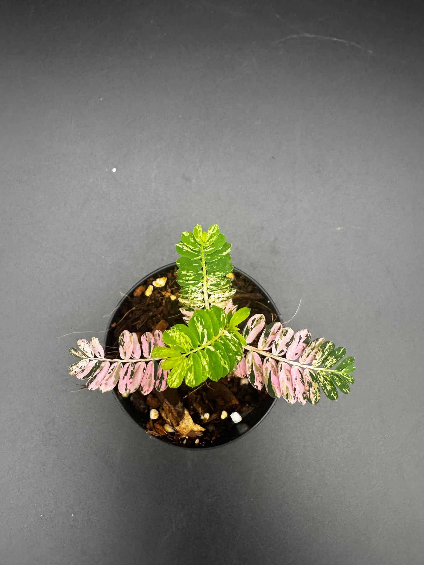Phyllanthus Urinaria Pink Variegata