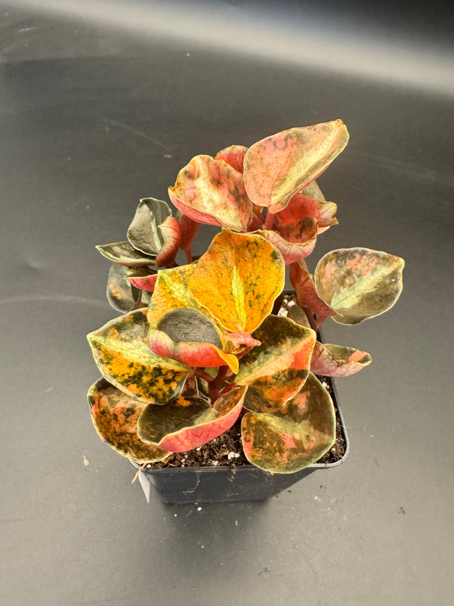 Peperomia Creme brulee