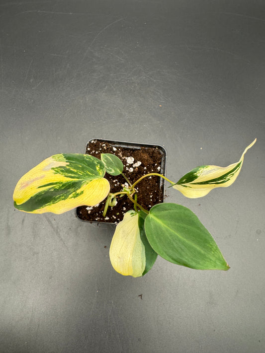 Philodendron Micans variegata