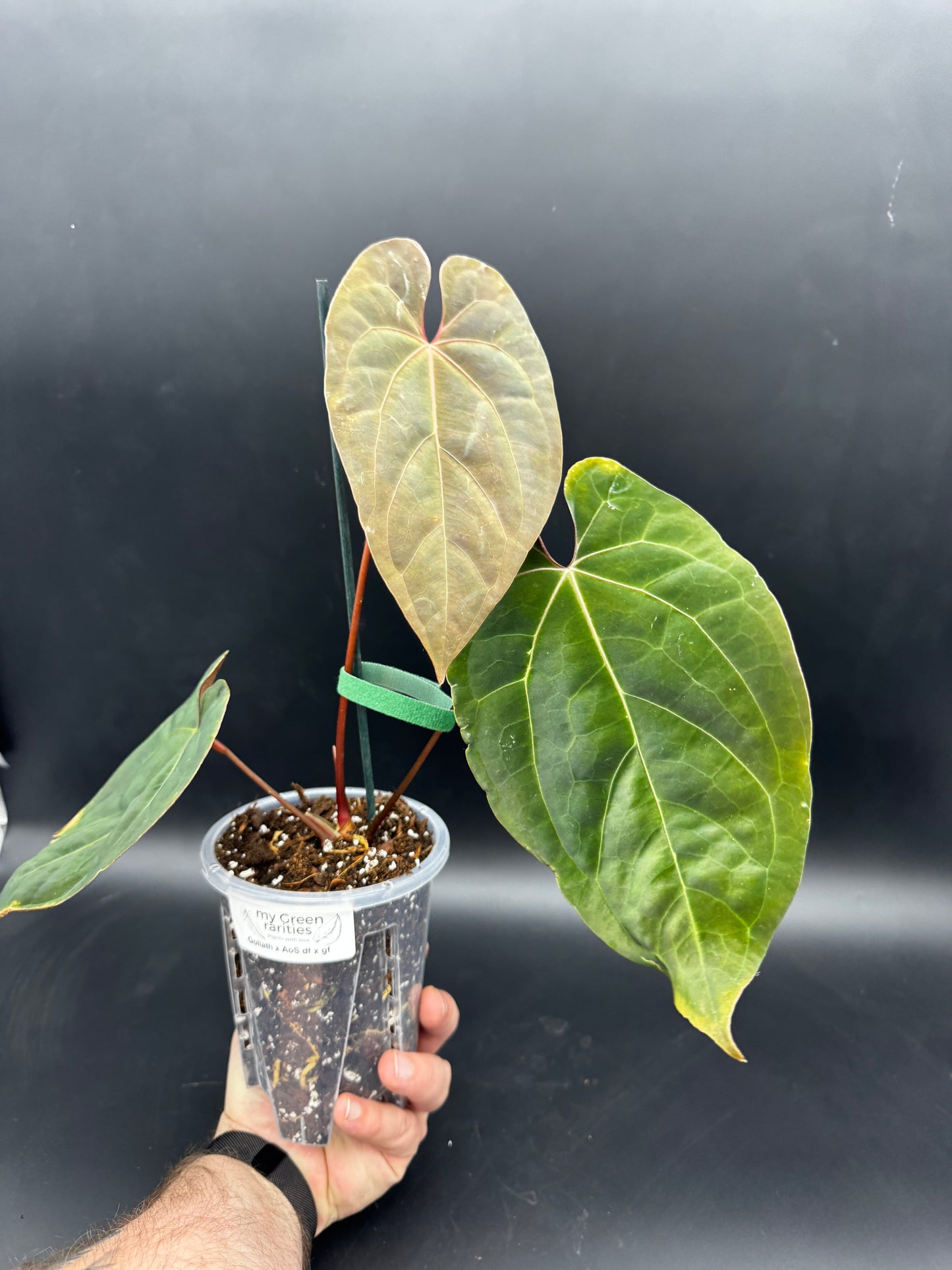 Anthurium Goliath x Ace of Spades Dark Form x Green Form