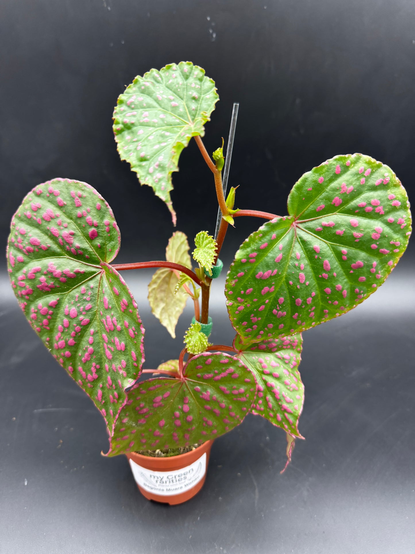 Begonia Muara Wahau