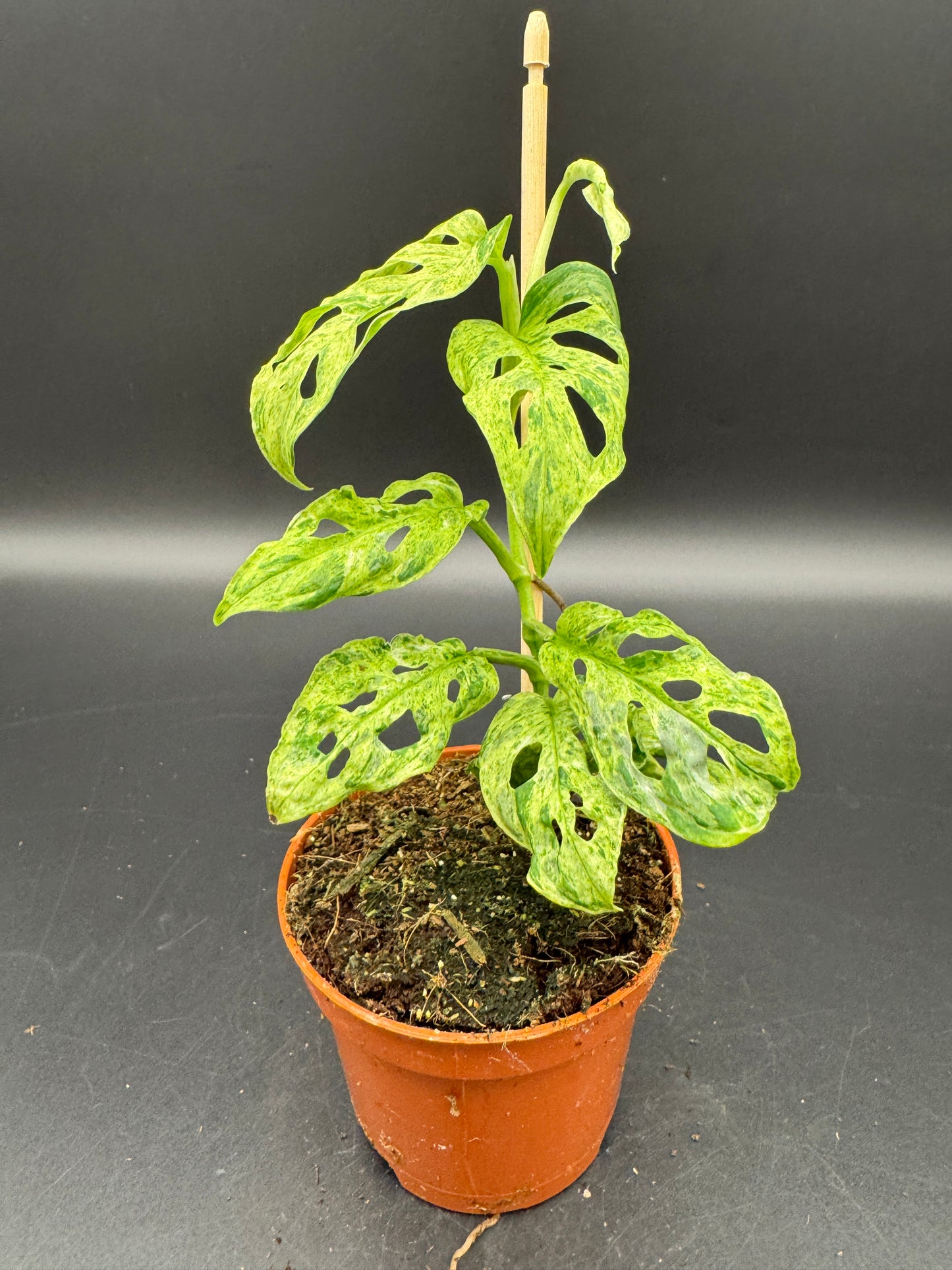 Monstera adansonii Frozen freckless