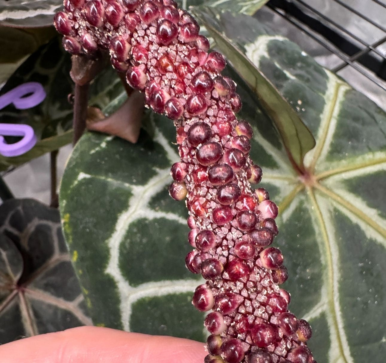 Anthurium Michelle x Michelle Seeds bereits am austreiben