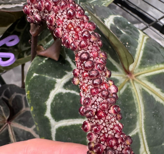Anthurium Michelle x Michelle Seeds bereits am austreiben