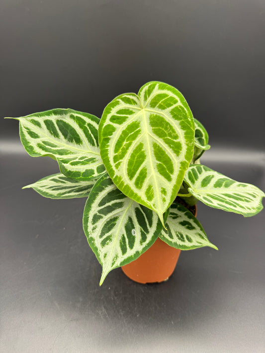 Anthurium crystallinum Silver Blush
