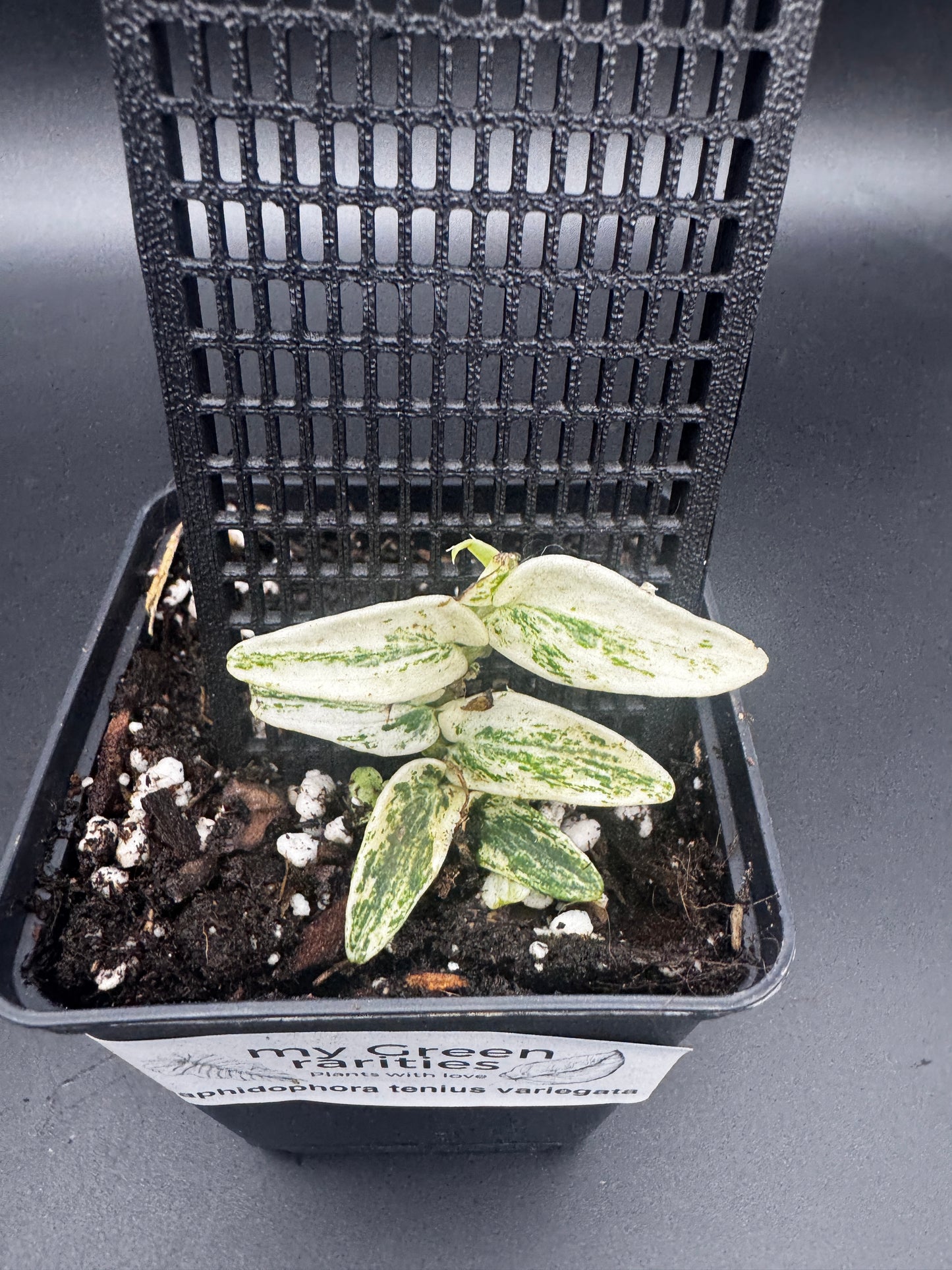 Rhaphidophora Tenuis Silver white Marble variegata