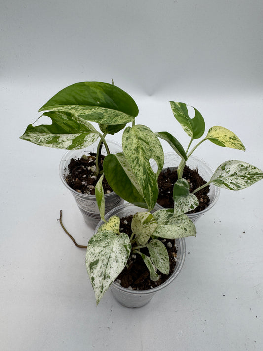 Epipremnum pinnatum marble