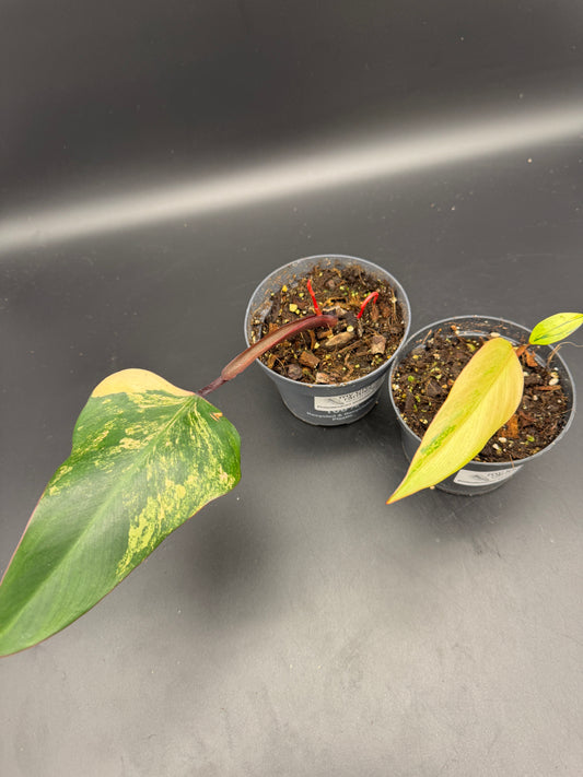 Philodendron strawberry Shake